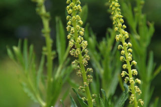 Reseda luteola Wouw  bestellen